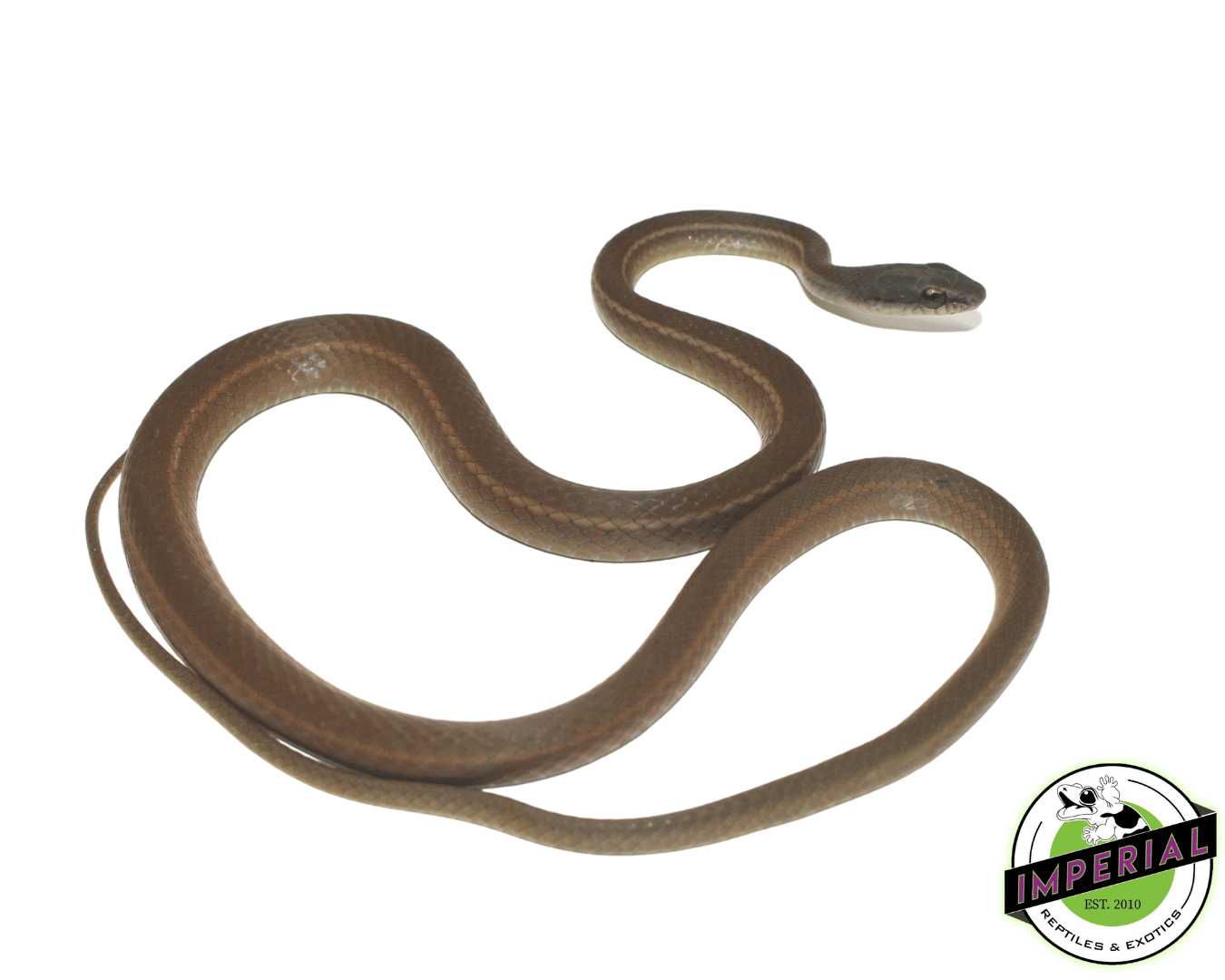 Boddaert's Tropical Racer (Mastigodrtas boddaerti)
