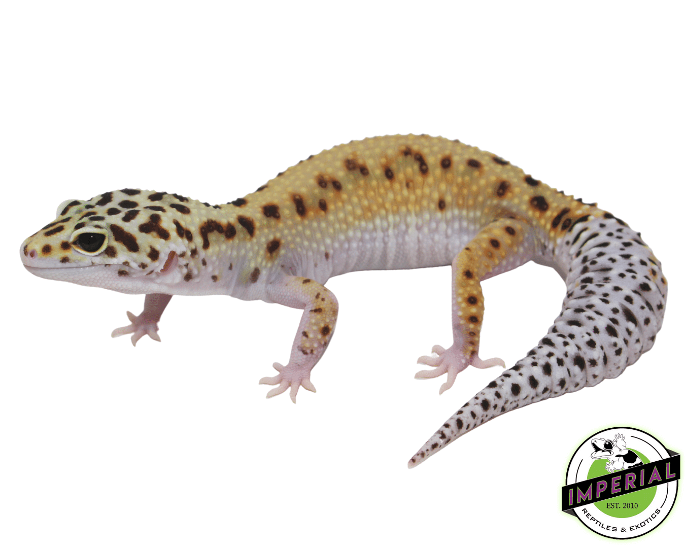 Bold Eclipse Leopard Gecko Adult Female