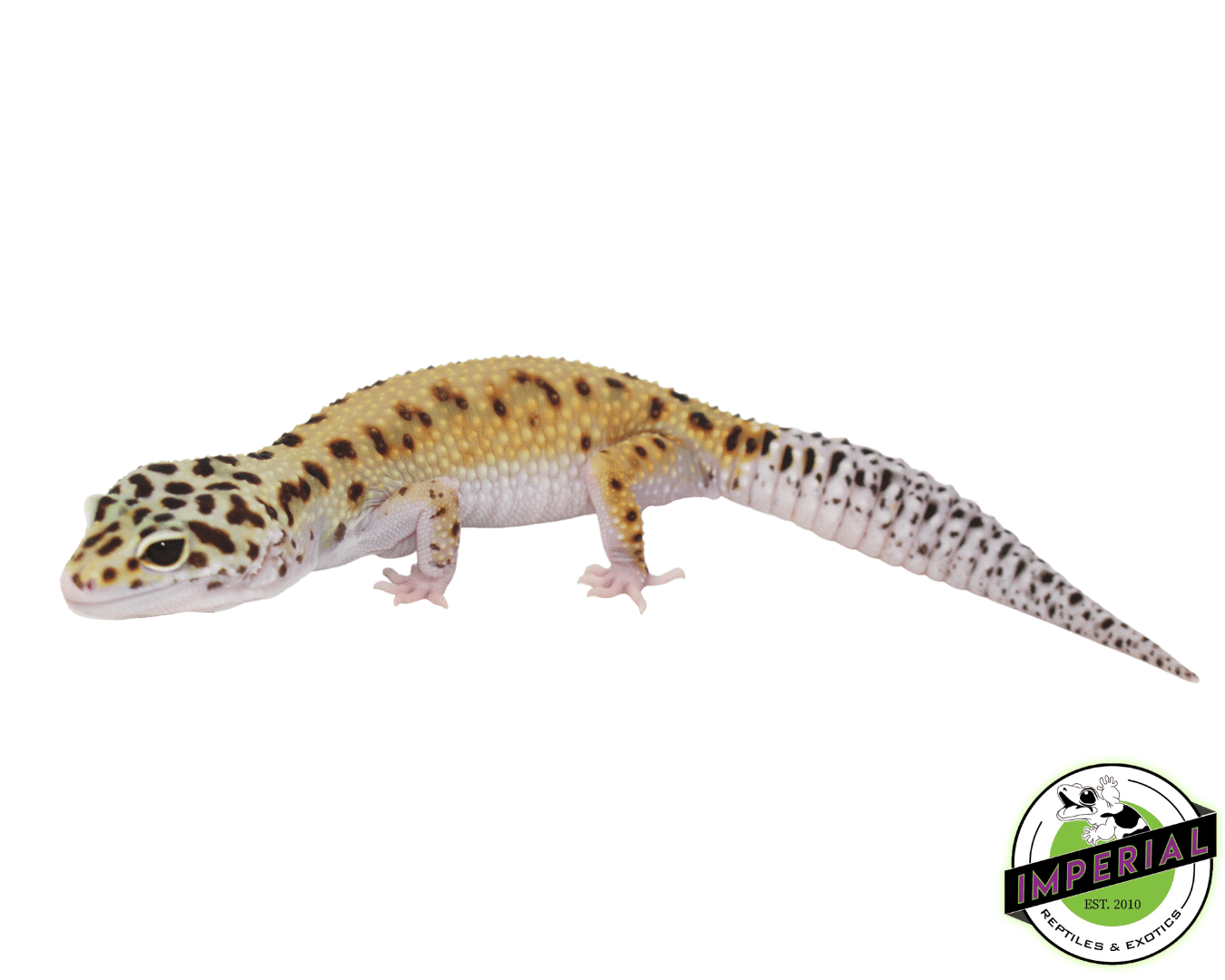 Bold Eclipse Leopard Gecko Adult Female — image 2