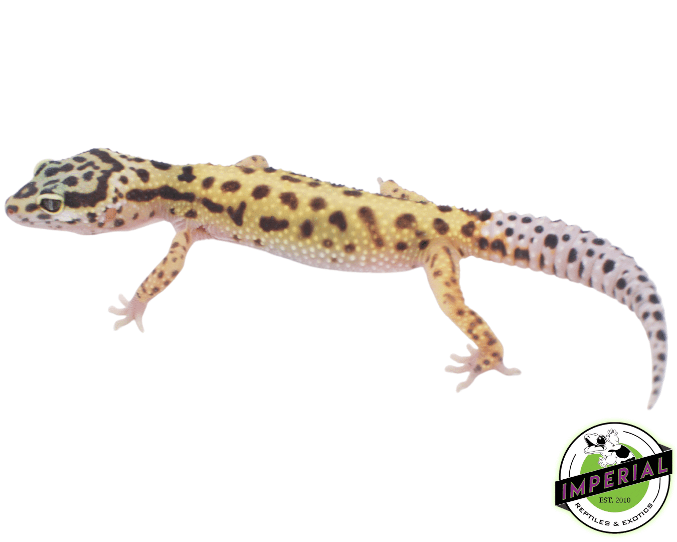 Bold Leopard Gecko