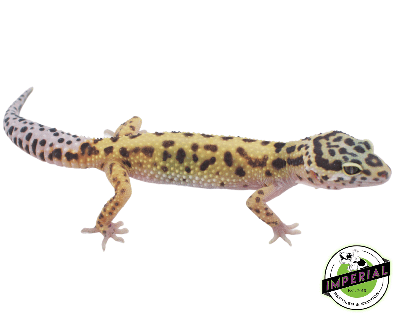 Bold Leopard Gecko — image 2