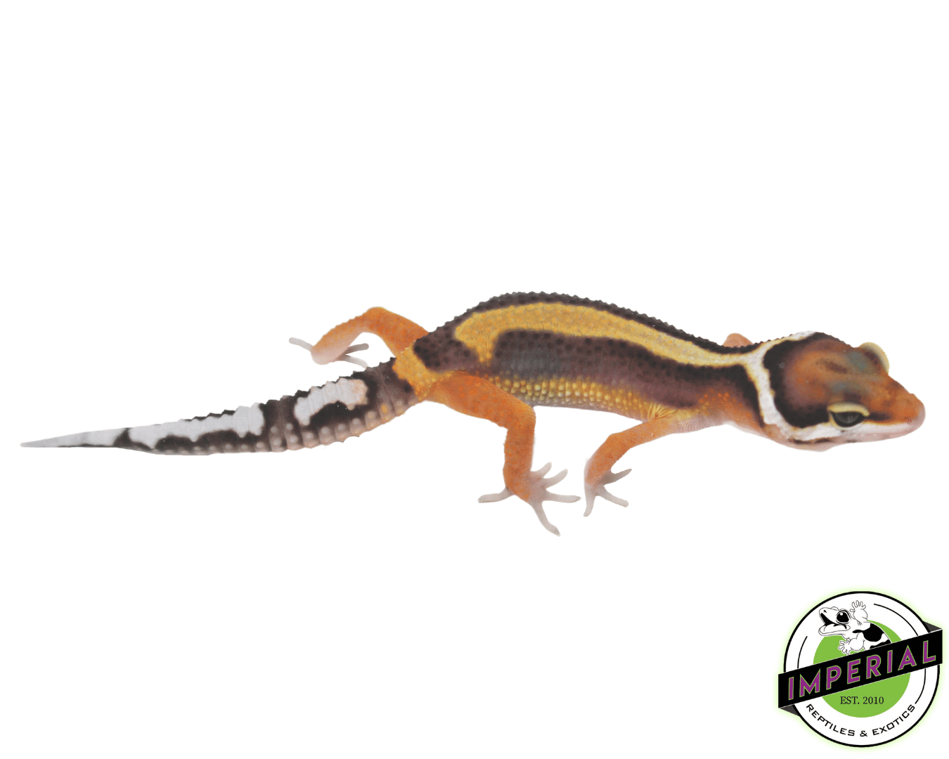 Bold Stripe Leopard Gecko Baby