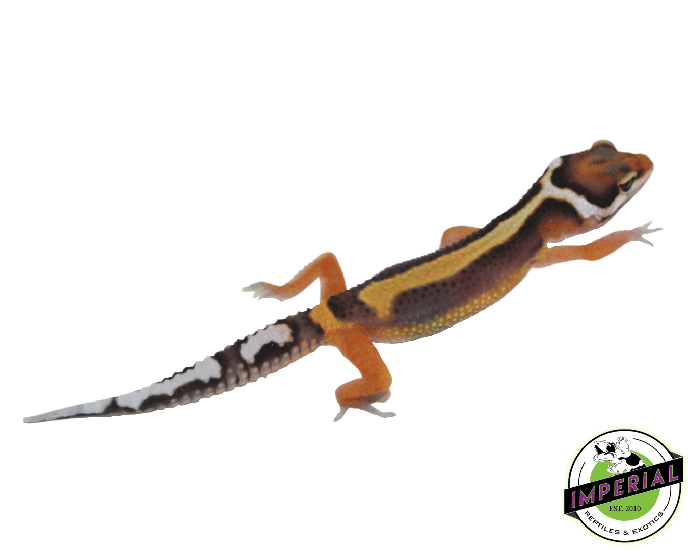 Bold Stripe Leopard Gecko Baby — image 2