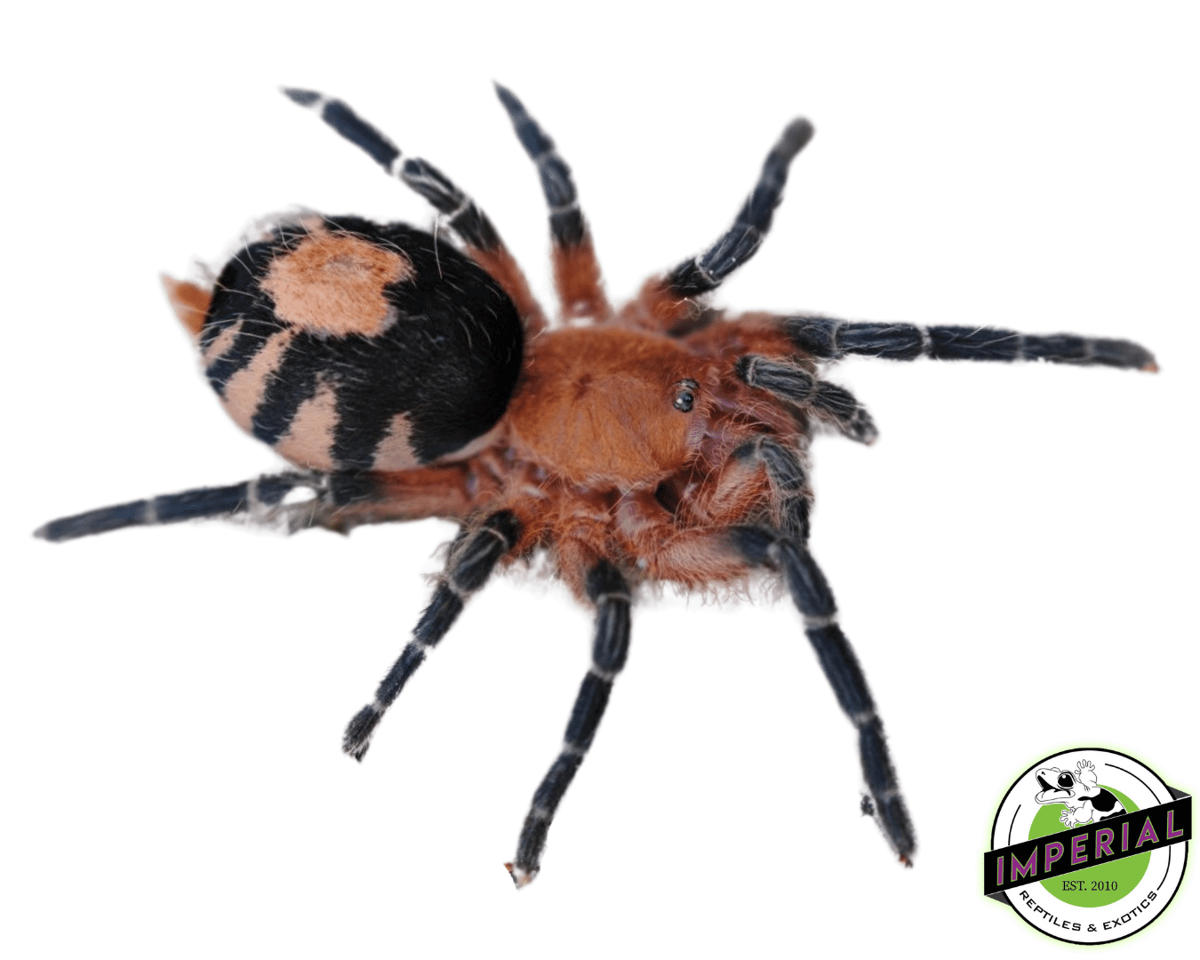 Bolivian Dwarf Beauty Tarantula (Cyriocosmus perezmilesi)