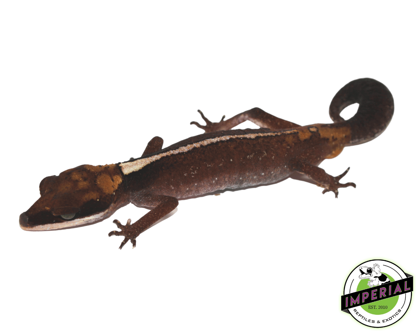 Borneo Cat Gecko Baby