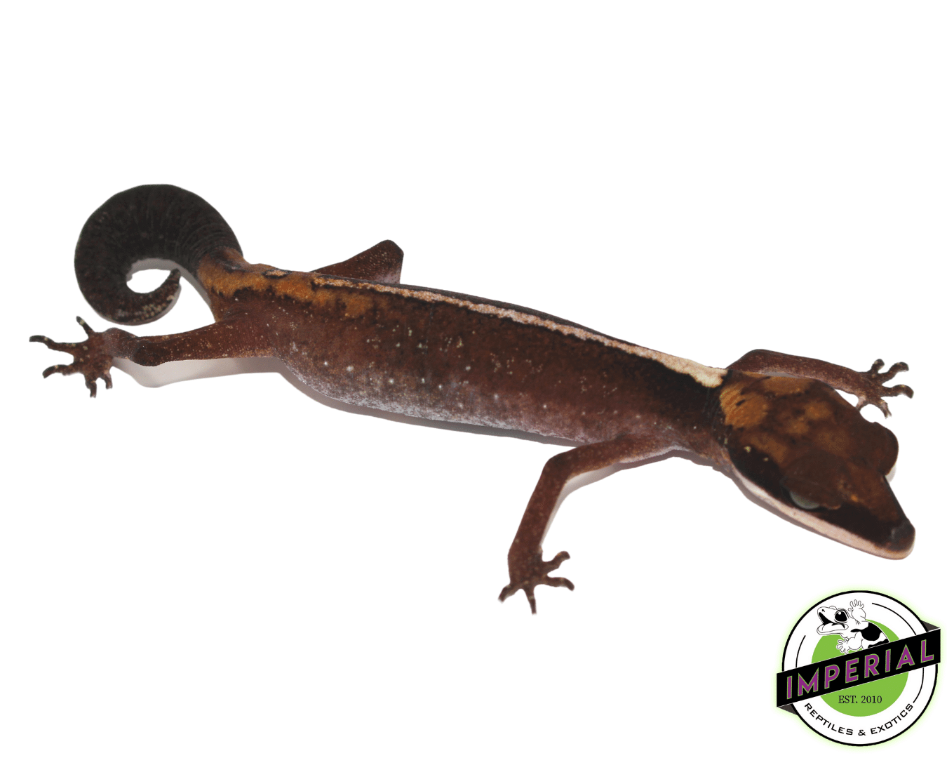 Borneo Cat Gecko Baby — image 2