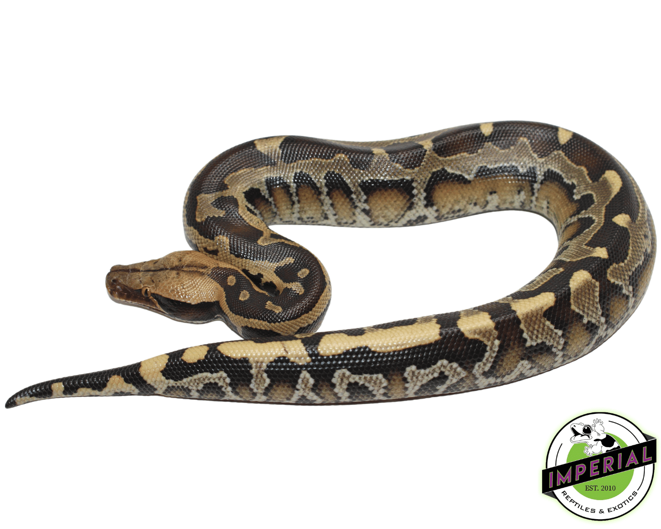 Borneo Short Tail Python Baby — image 2