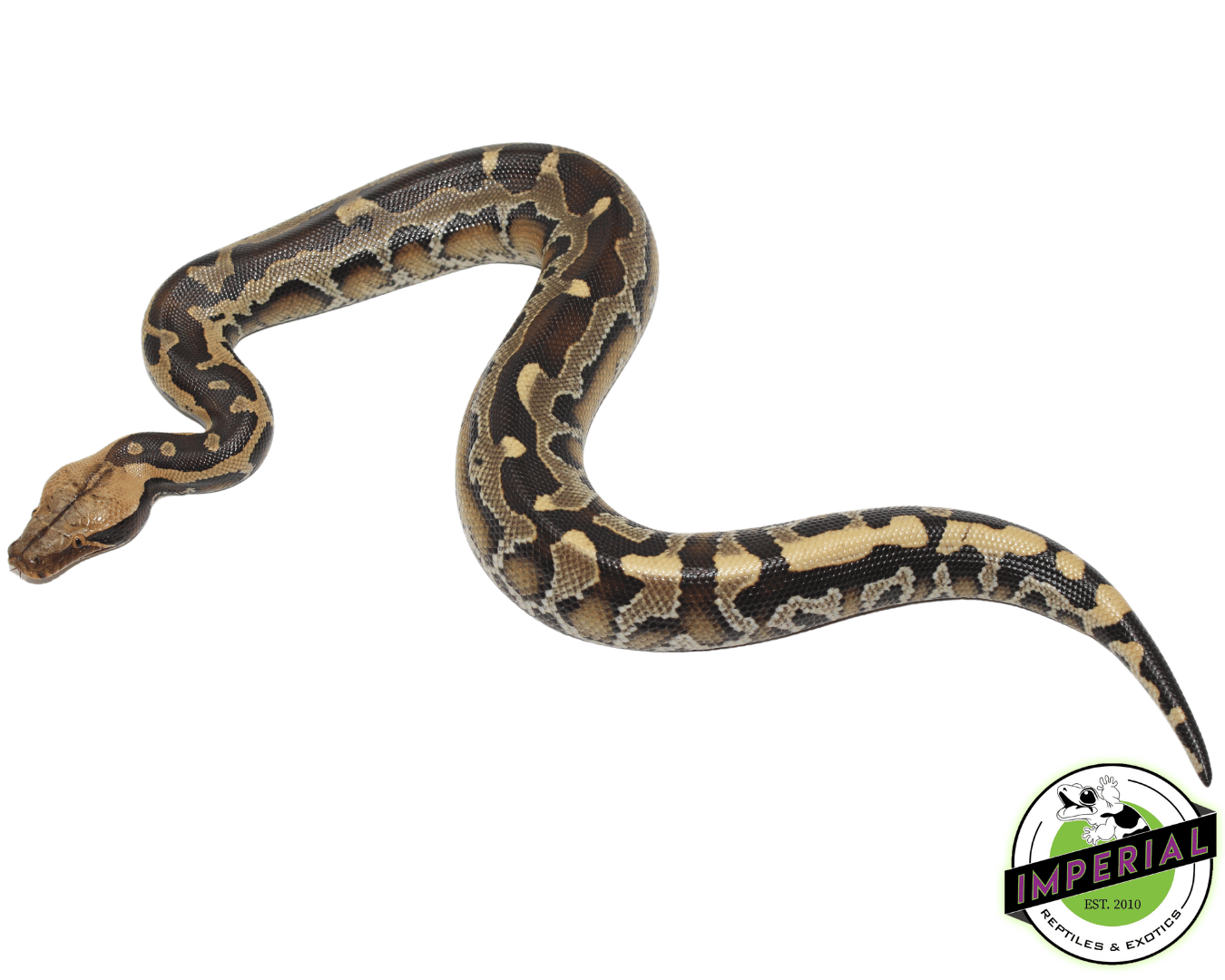 Borneo Short Tail Python Baby — image 3