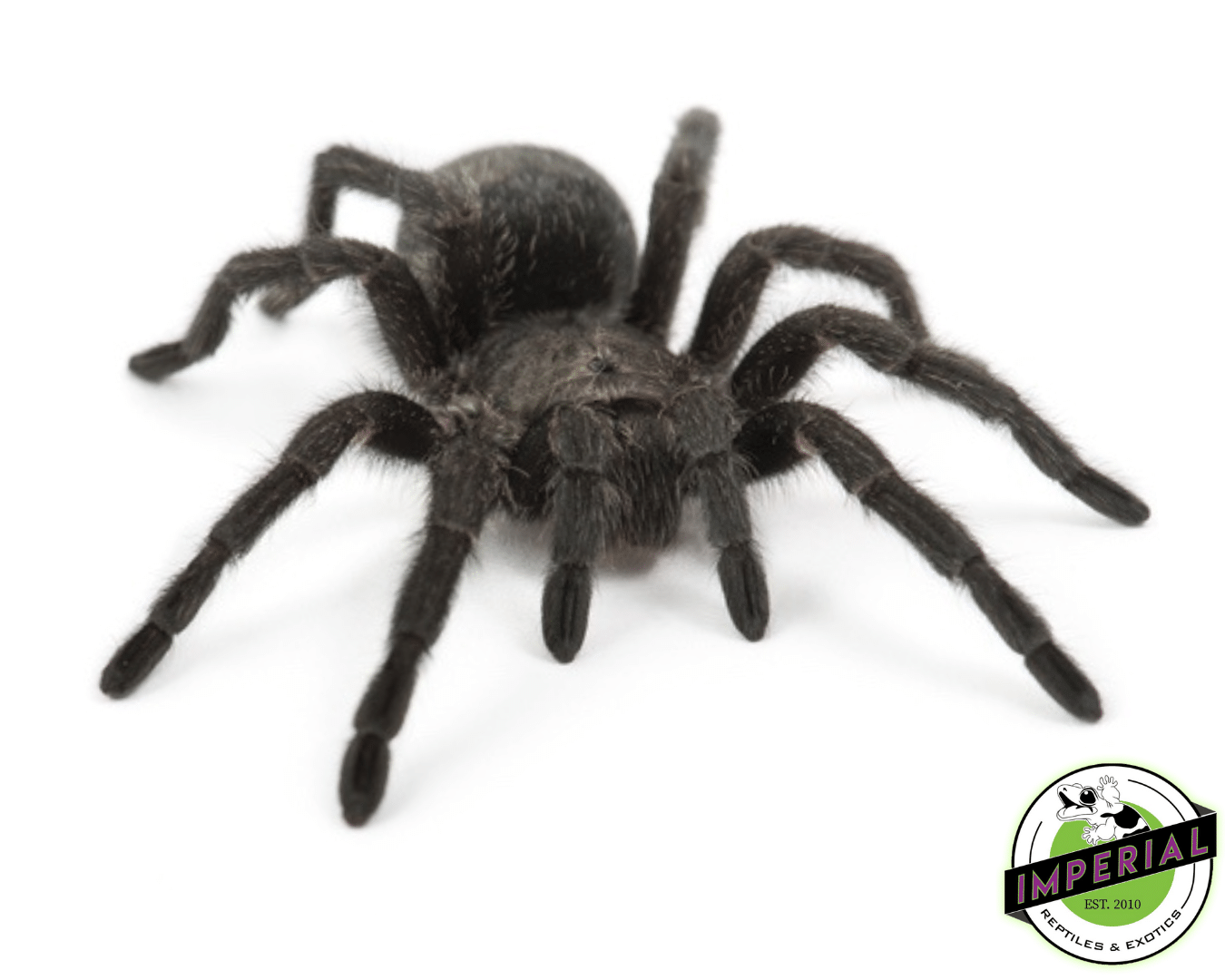 Brazilian Black Tarantula (Grammostola pulchra)