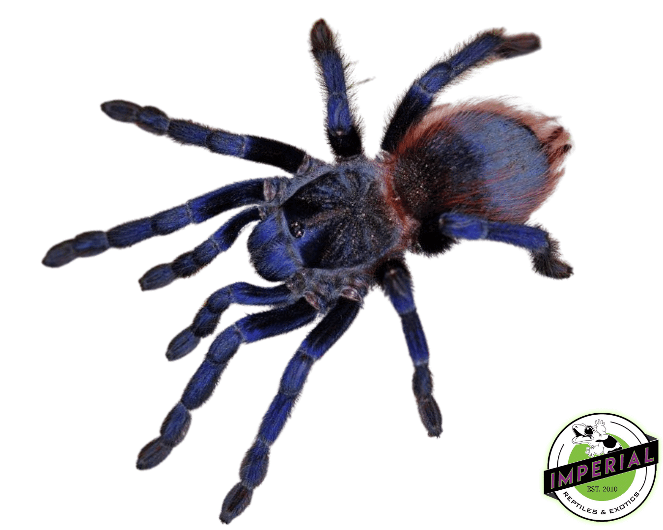 Brazilian Blue Violet Tarantula (Pterinopelma sazimai)