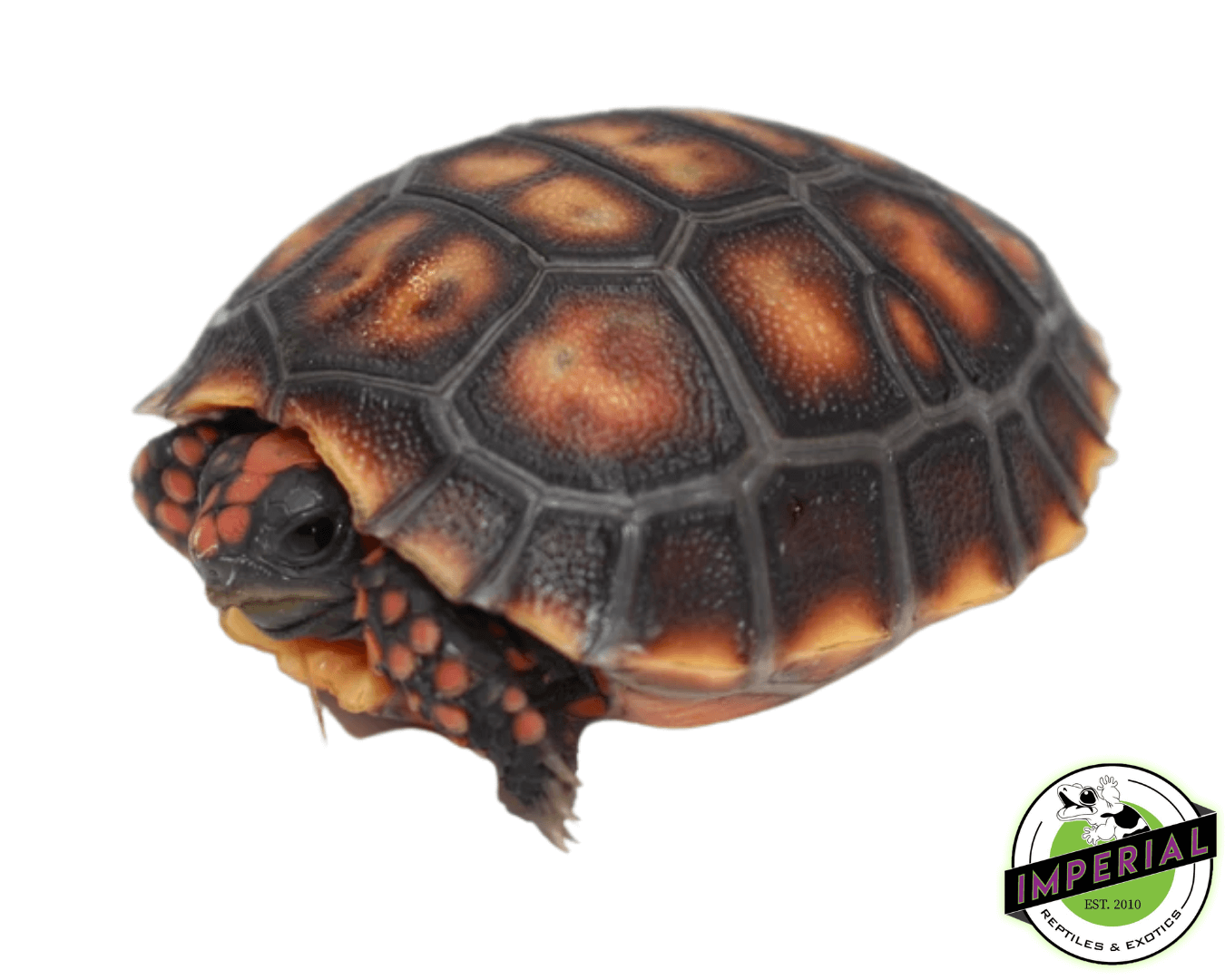 Brazilian Cherry Head Tortoise Baby