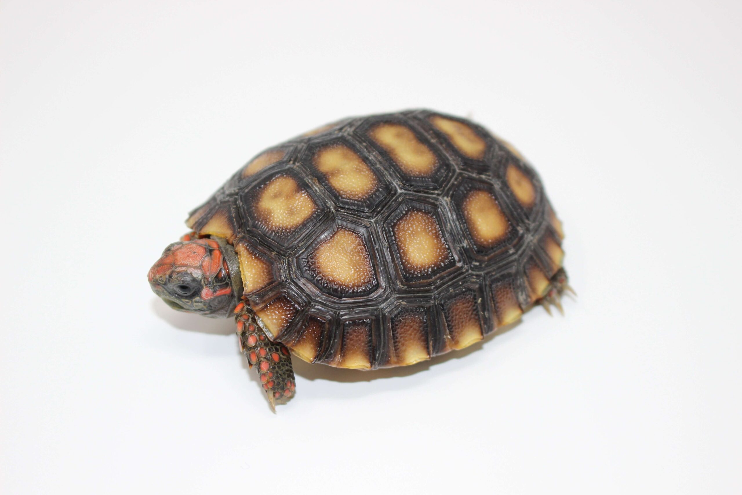 Brazilian Cherry Head Tortoise Baby — image 3