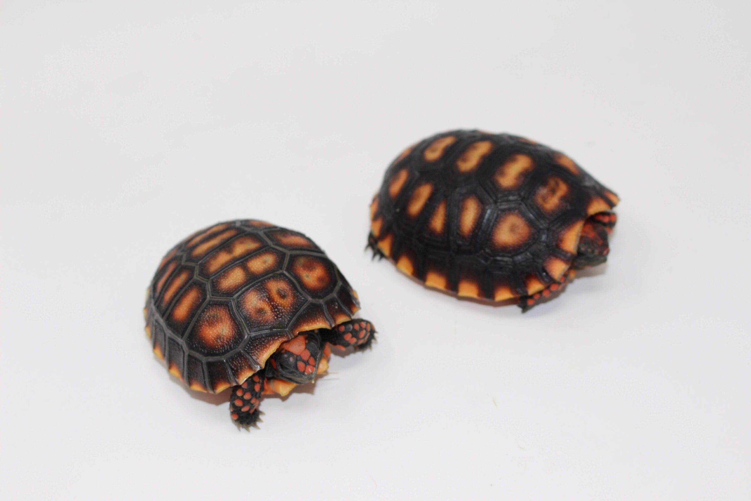 Brazilian Cherry Head Tortoise Baby — image 2