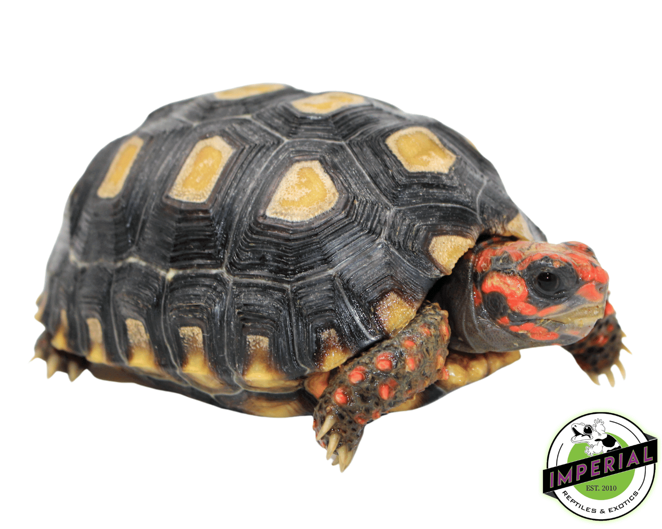 Brazilian Cherry Head Tortoise (Well-Started)