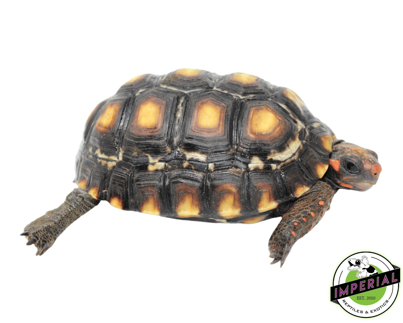 Brazilian Cherry Head Tortoise (Well-Started) — image 2