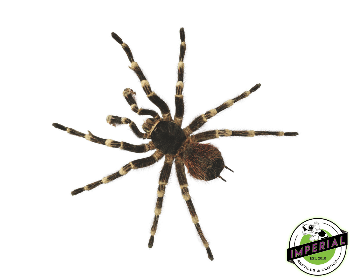 Brazilian Giant Black & White Tarantula