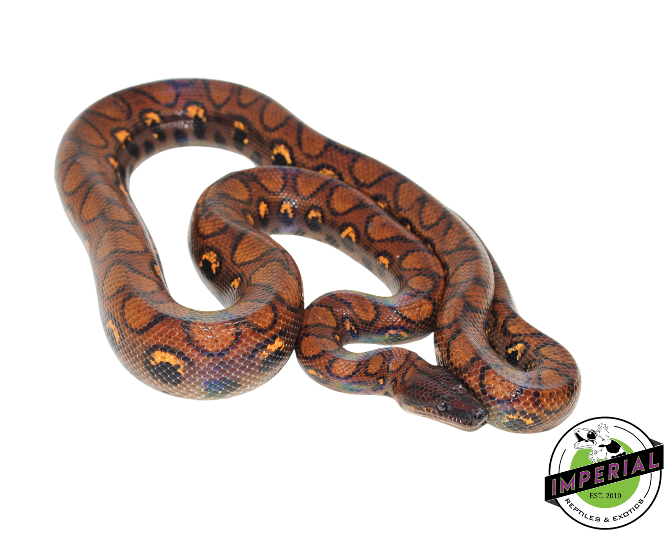 Brazilian Rainbow Boa Adult — image 2