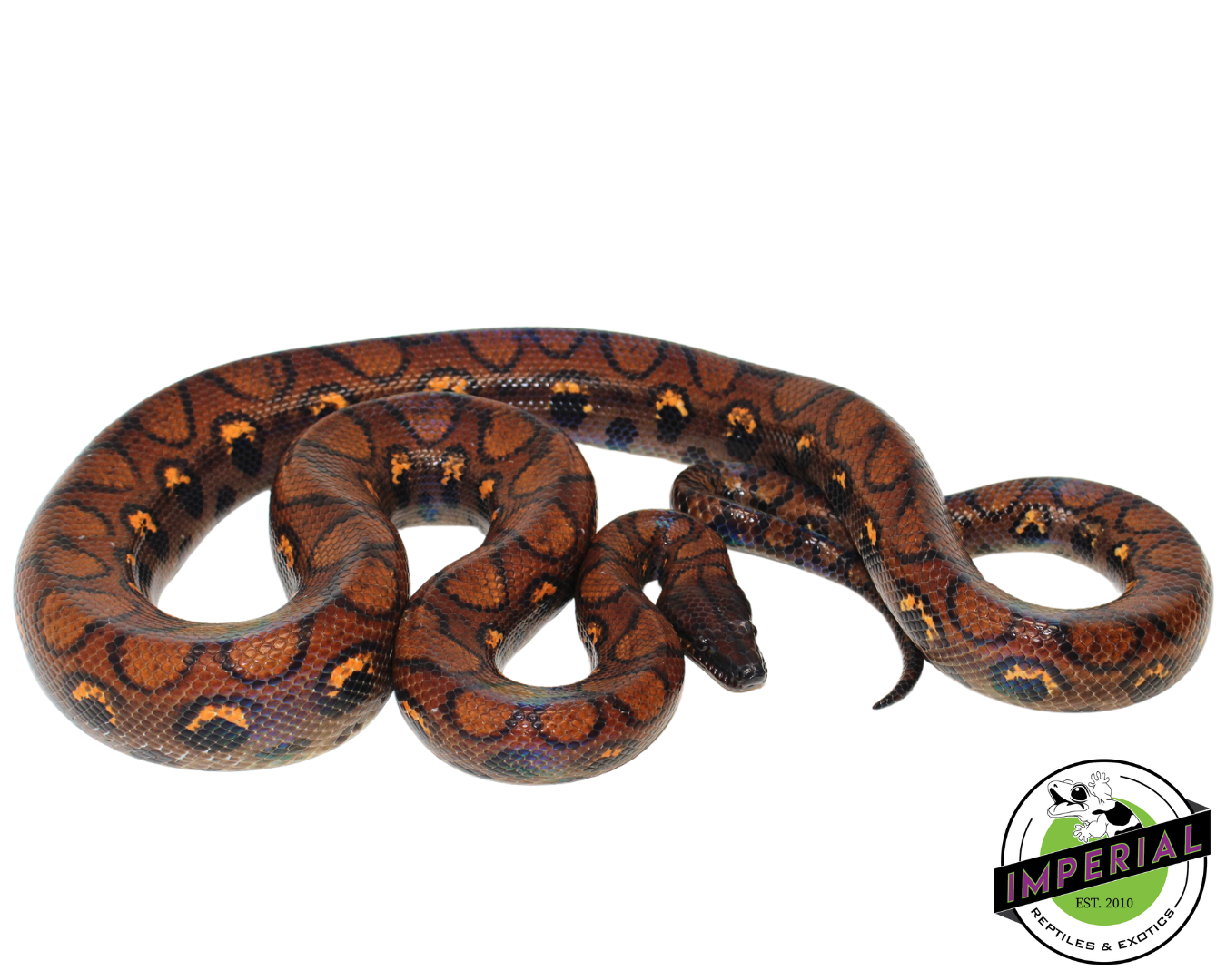 Brazilian Rainbow Boa Adult — image 3