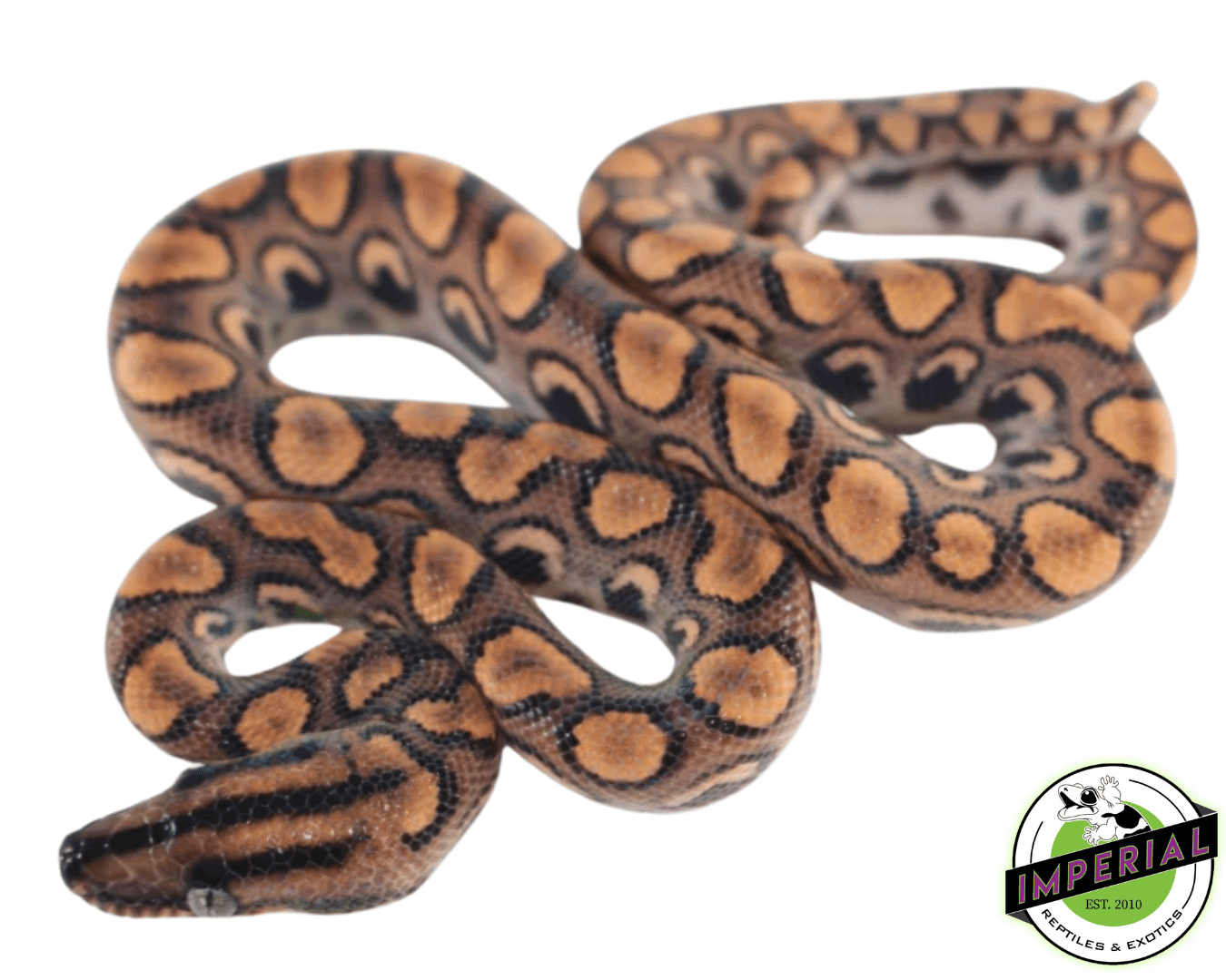 Brazilian Rainbow Boa Baby