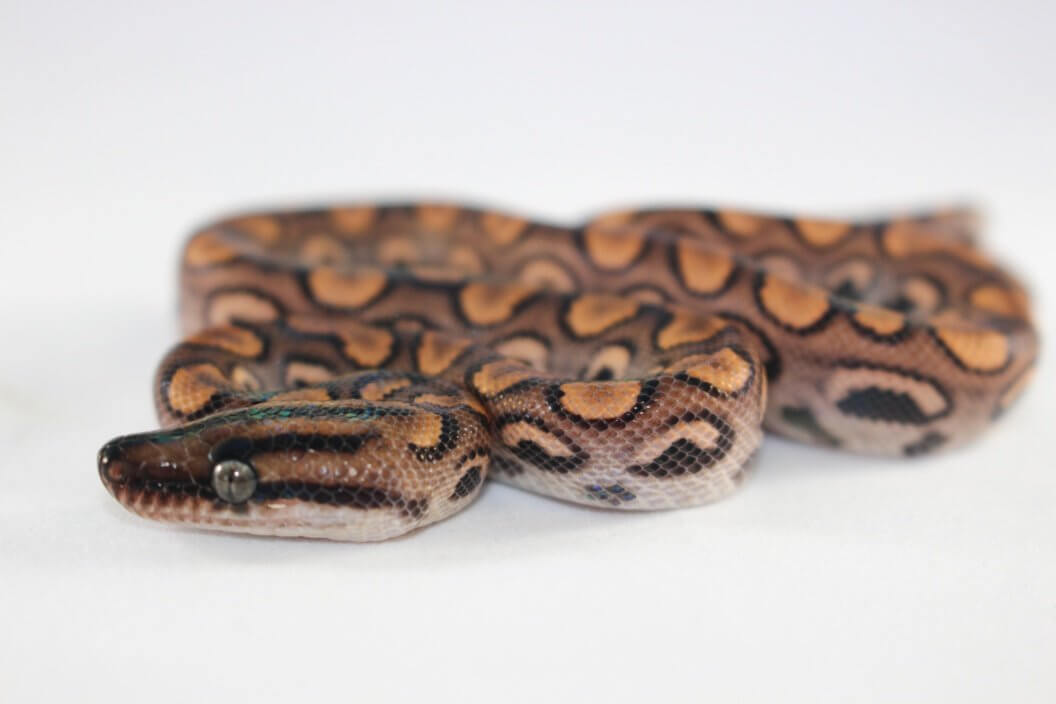 Brazilian Rainbow Boa Baby — image 2