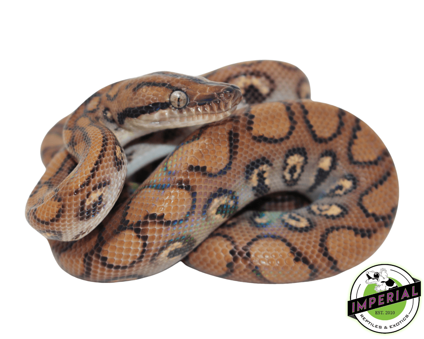 Brazilian Rainbow Boa — image 2