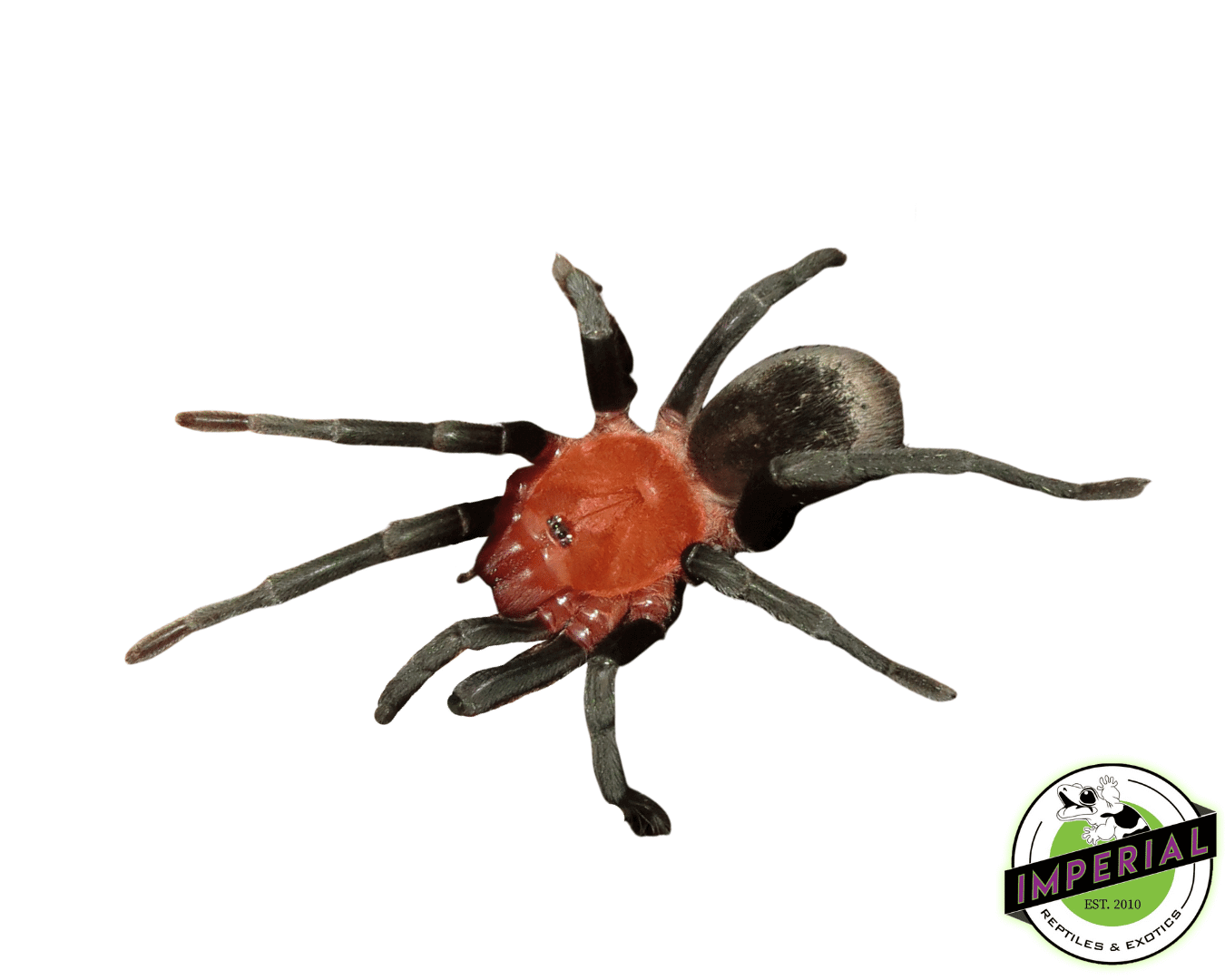 Brazilian Red Head Tarantula (Bumba horrida)