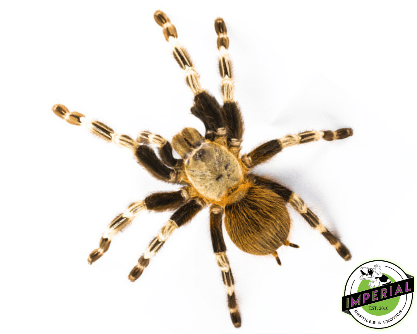 Brazilian Red & White Tarantula (Nhandu Chromatus)