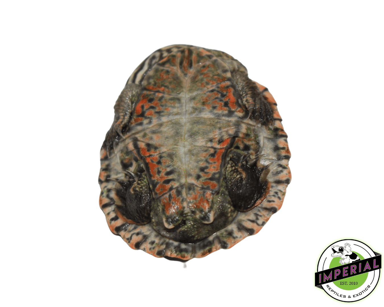 Brazilian Side Neck Turtle Baby — image 2