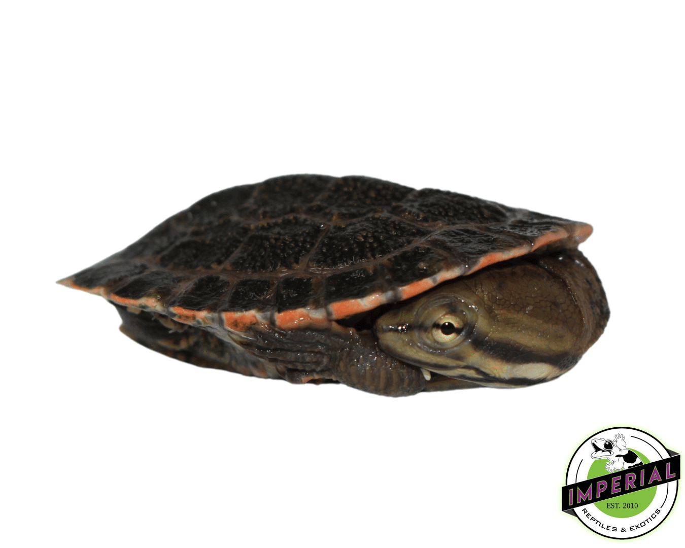 Brazilian Side Neck Turtle Baby