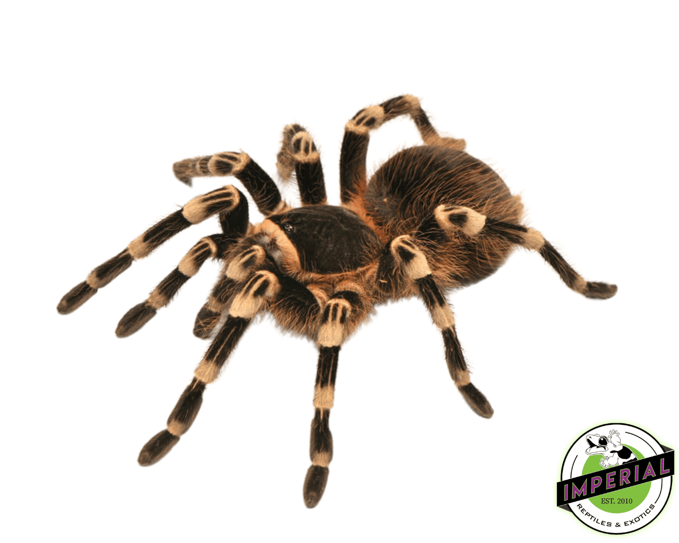 Brazilian White Knee Tarantula