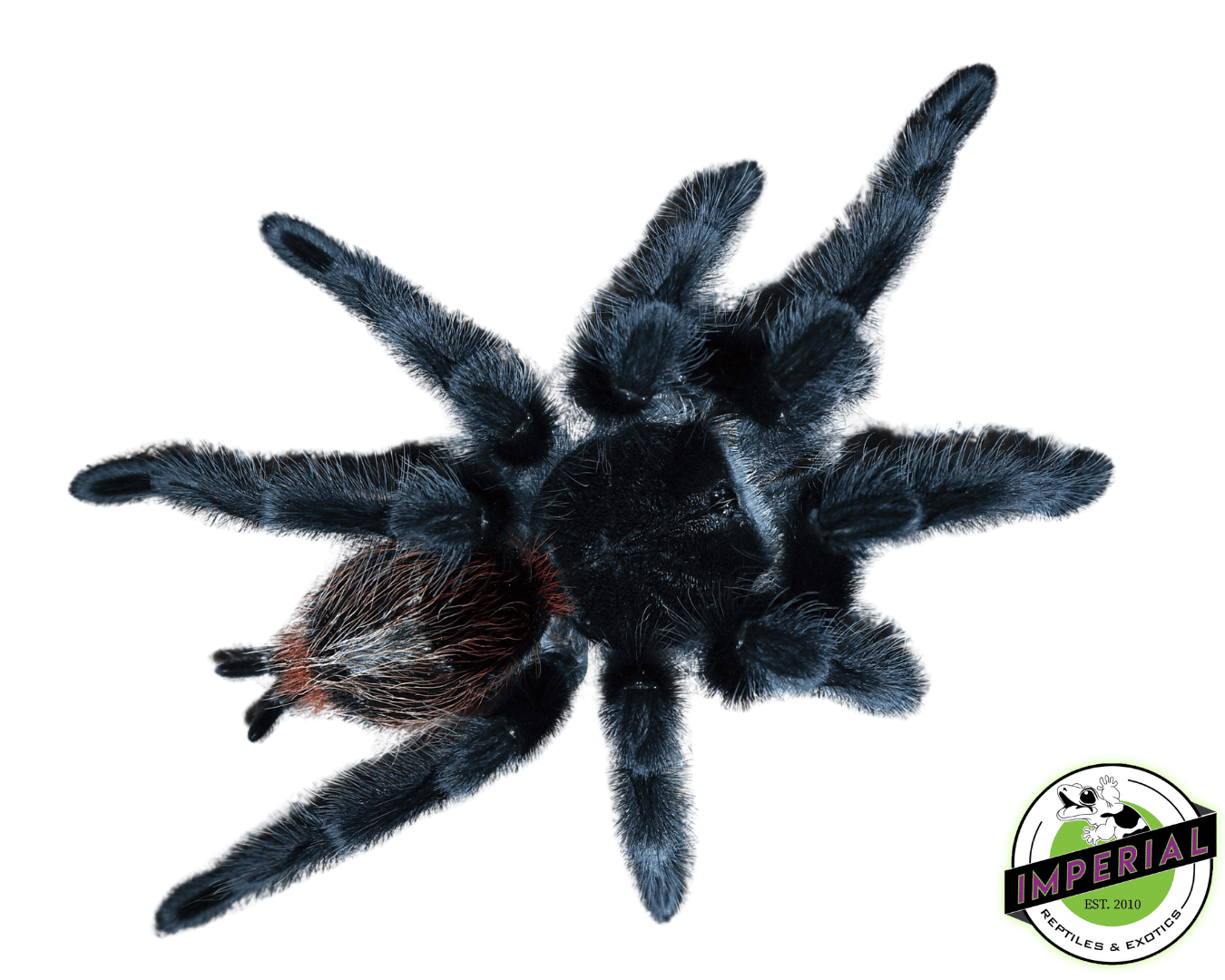 Brazilian Woolly Black