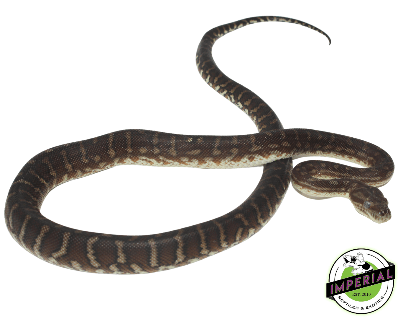 Bredli Centralian Carpet Python Baby