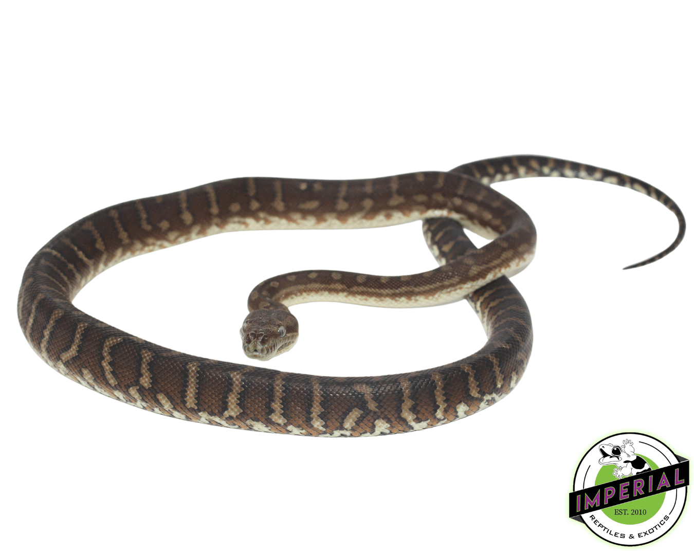 Bredli Centralian Carpet Python Baby — image 2