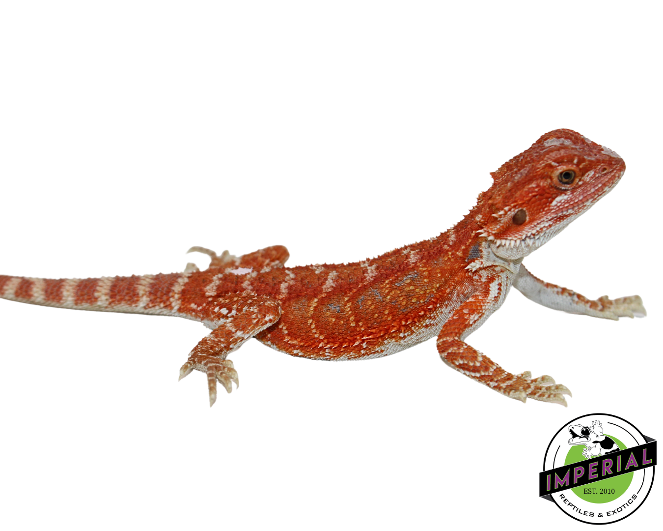 “Brick Red” Hypo Bearded Dragon Baby — image 2