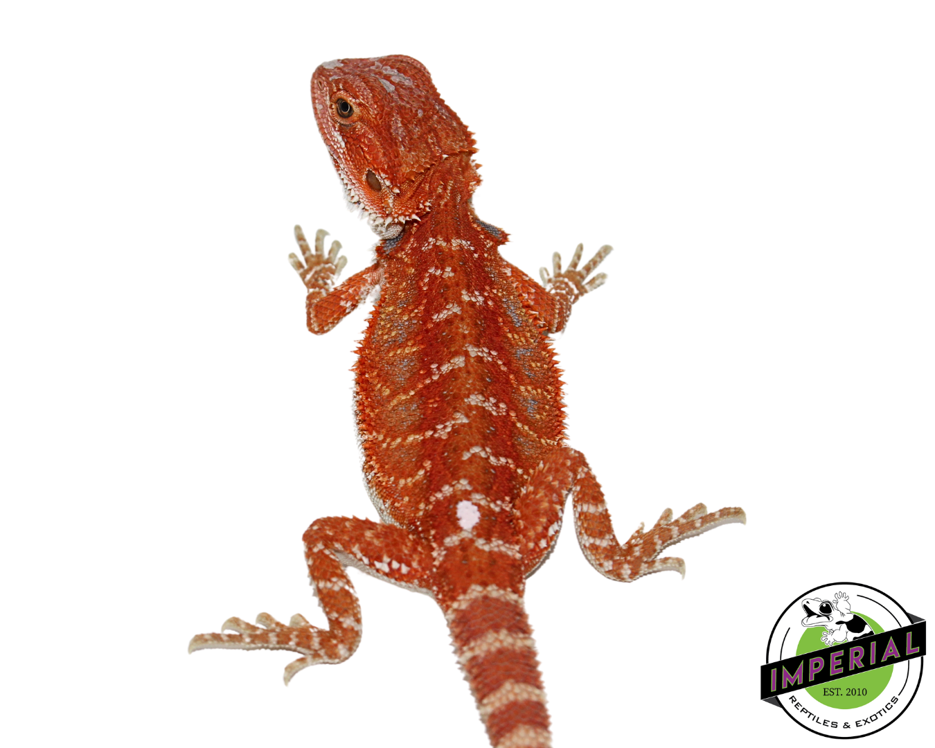 “Brick Red” Hypo Bearded Dragon Baby — image 3