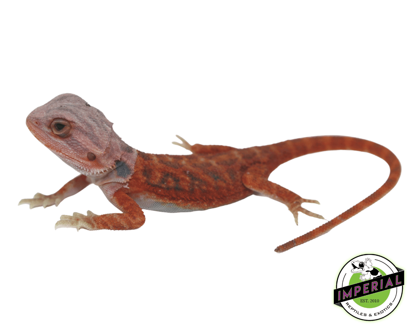 Brick Red Hypo Translucent Bearded Dragon