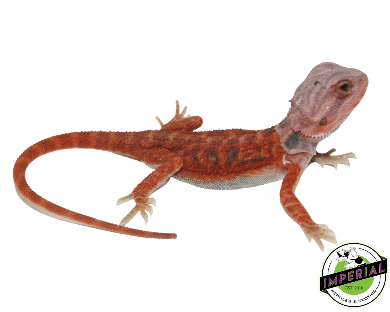 Brick Red Hypo Translucent Bearded Dragon — image 3