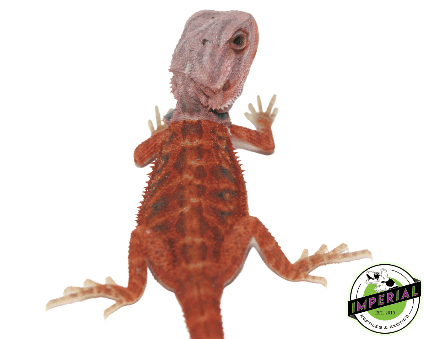 Brick Red Hypo Translucent Bearded Dragon — image 2
