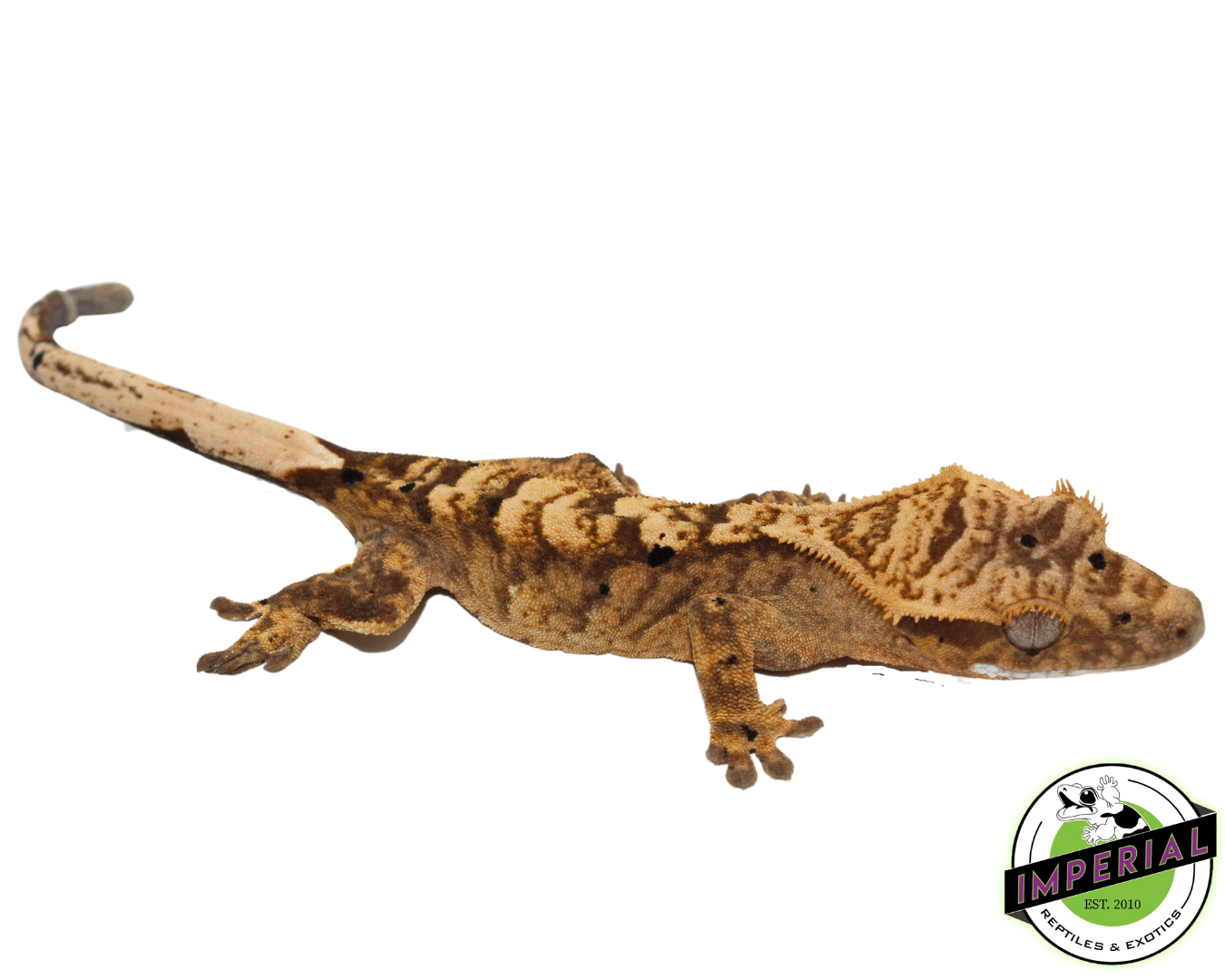 Brindle Dalmatian Crested Gecko (#101223-I28)