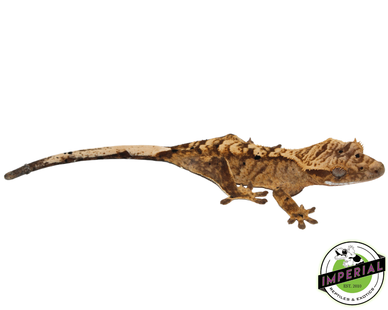 Brindle Dalmatian Crested Gecko (#101223-I28) — image 2