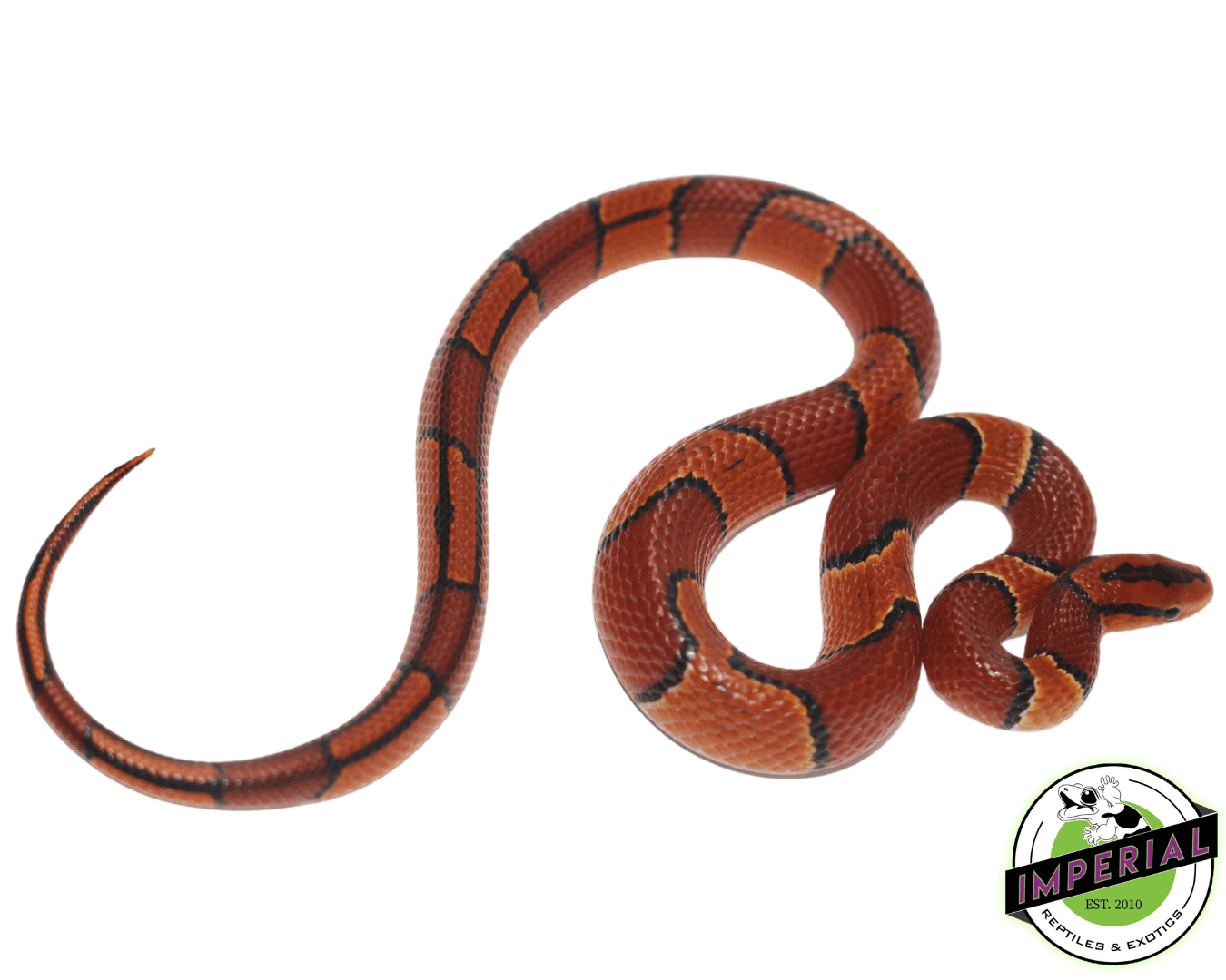 Broad-Banded Mountain Rat Snake Baby — image 2