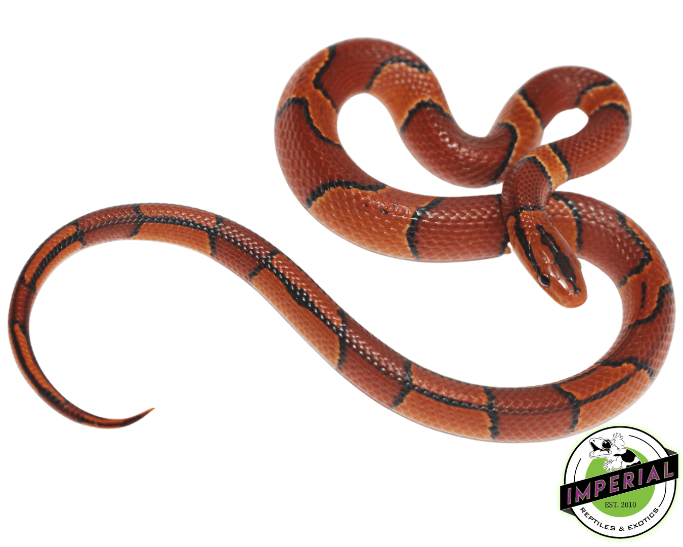 Broad-Banded Mountain Rat Snake Baby — image 3