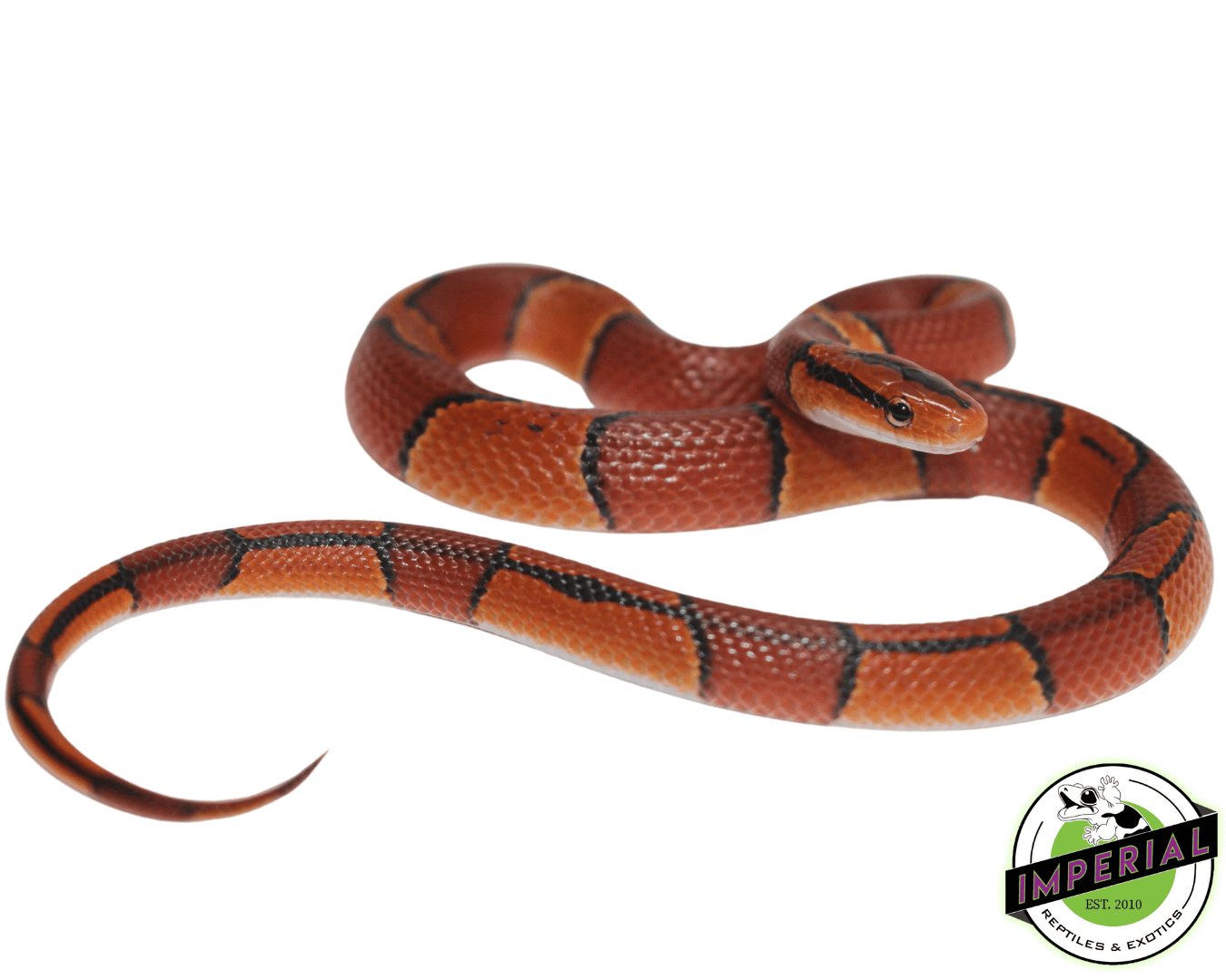 Broad-Banded Mountain Rat Snake Baby