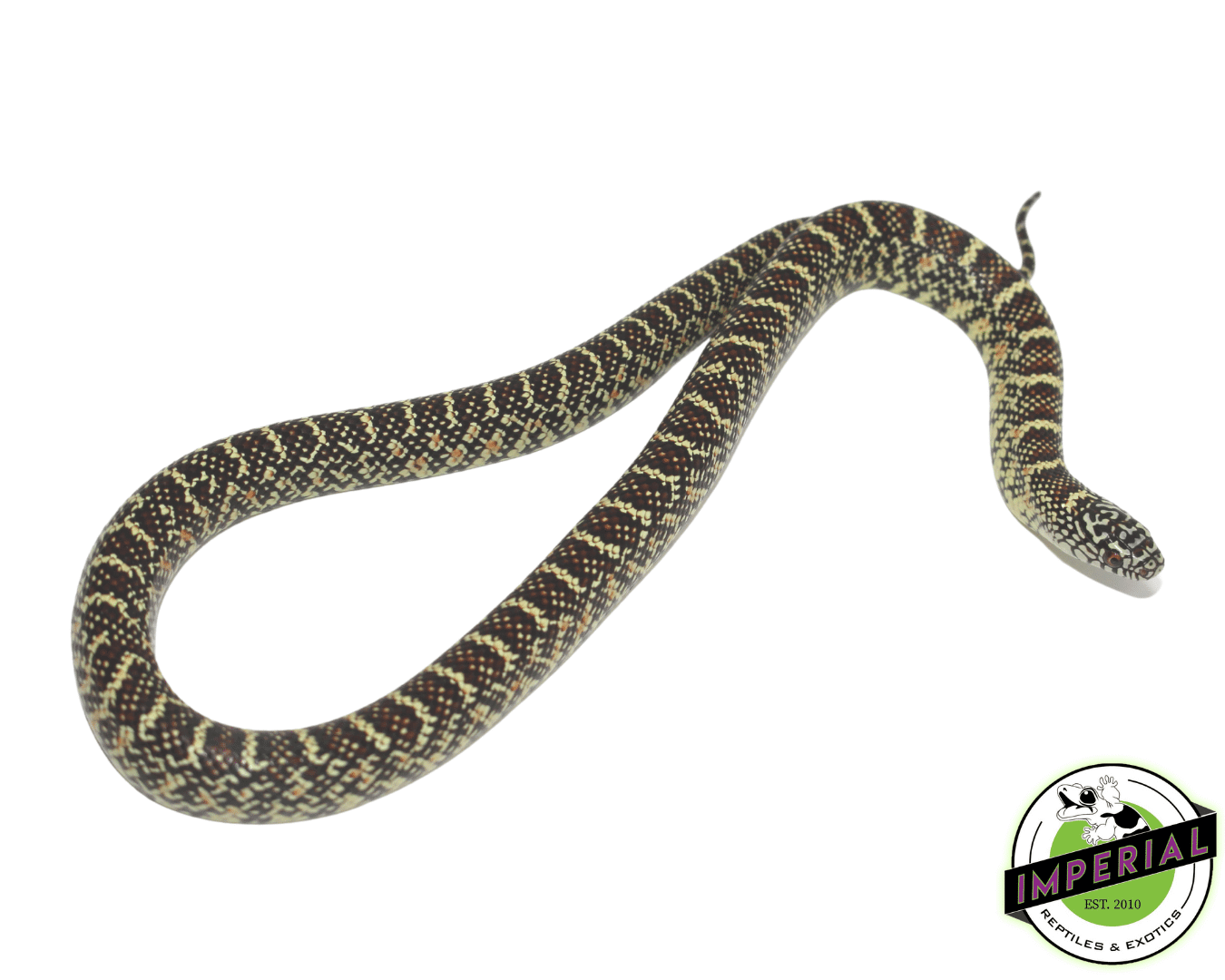 Brooks Kingsnake Baby