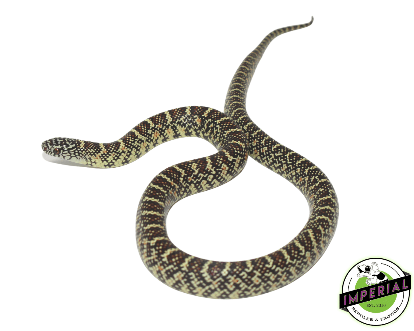 Brooks Kingsnake Baby — image 2