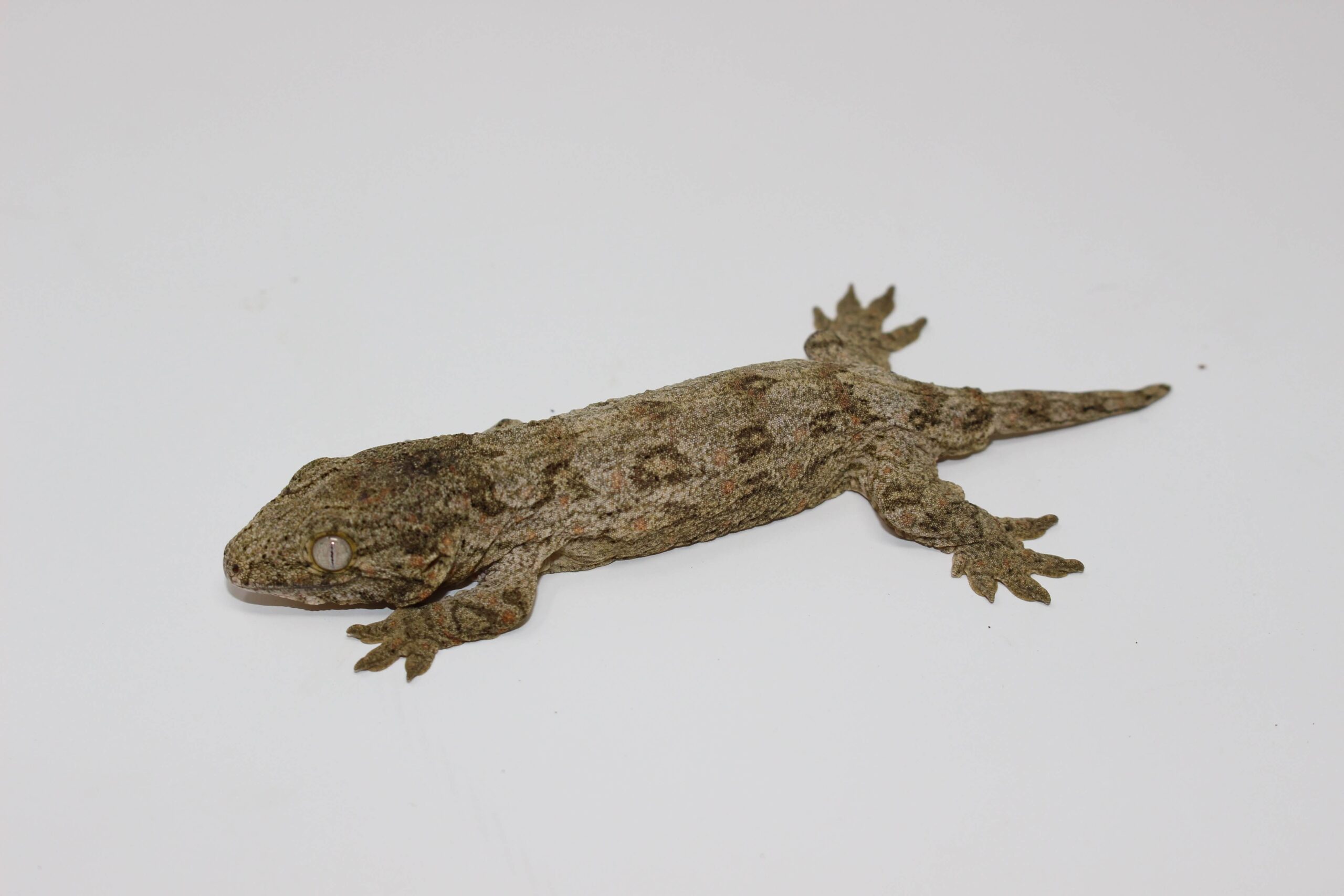 Brosse Leachianus Gecko Baby — image 2