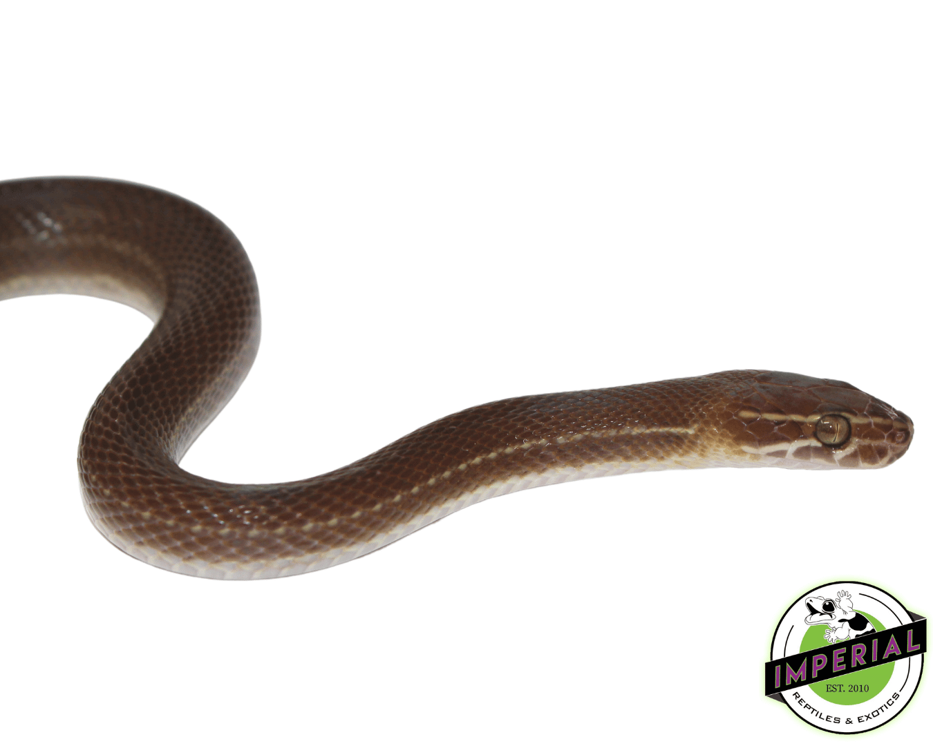 Brown African House Snake — image 2