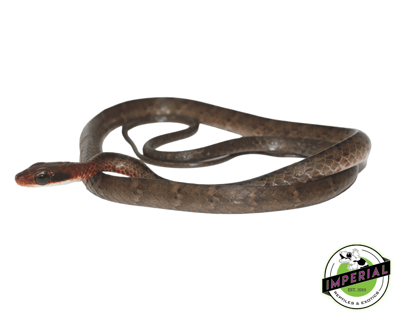 Brown Sipo Snake