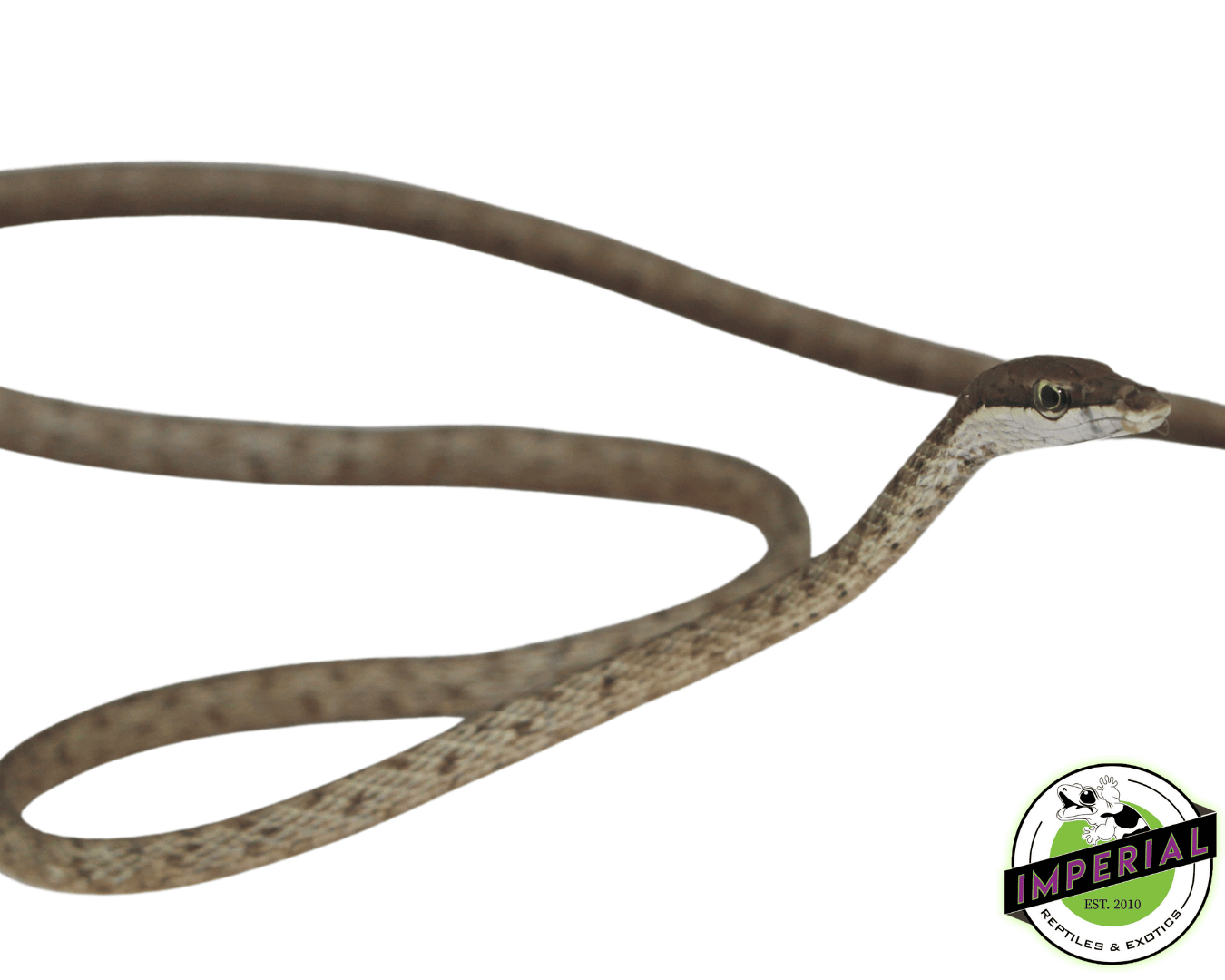 Brown Vine Snake — image 2