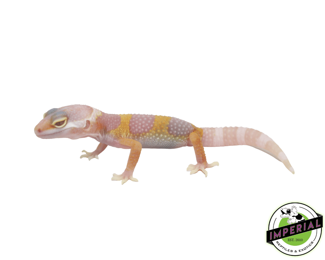 Bubblegum Albino Leopard Gecko